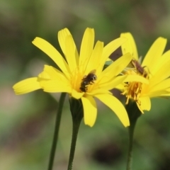 Apiformes (informal group) at Chiltern, VIC - 25 Sep 2021 12:03 PM