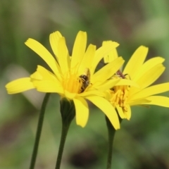 Apiformes (informal group) at Chiltern, VIC - 25 Sep 2021 12:03 PM