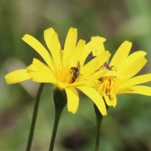 Apiformes (informal group) at Chiltern, VIC - 25 Sep 2021 12:03 PM