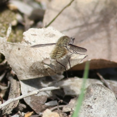 Unidentified Bee fly (Bombyliidae) at Chiltern, VIC - 25 Sep 2021 by Kyliegw
