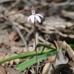 Caladenia carnea (Pink fingers) at Chiltern, VIC - 25 Sep 2021 by Kyliegw