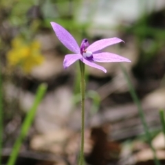 Glossodia major (Wax Lip Orchid) at Chiltern, VIC - 25 Sep 2021 by KylieWaldon