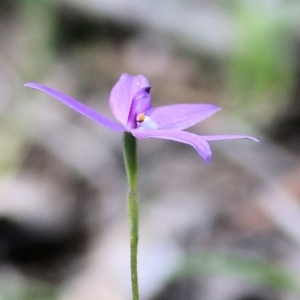 Glossodia major at Chiltern, VIC - 25 Sep 2021