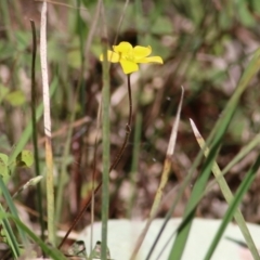 Oxalis sp. at Chiltern, VIC - 25 Sep 2021 by KylieWaldon