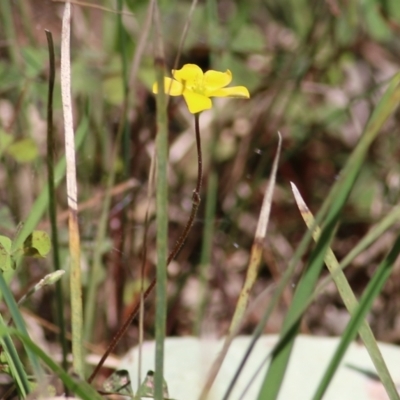 Oxalis sp. at Chiltern-Mt Pilot National Park - 25 Sep 2021 by KylieWaldon