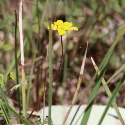 Oxalis sp. at Chiltern, VIC - 25 Sep 2021 by KylieWaldon