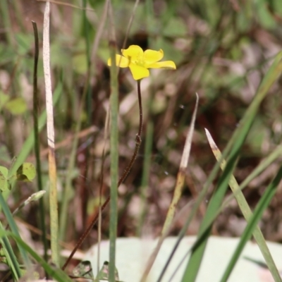 Unidentified Other Wildflower or Herb at Chiltern, VIC - 25 Sep 2021 by KylieWaldon