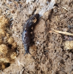 Milax gagates (Black-keeled Slug) at Jerrabomberra, ACT - 26 Sep 2021 by danswell