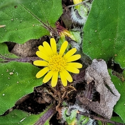 Cymbonotus sp. (preissianus or lawsonianus) (Bears Ears) at Holt, ACT - 26 Sep 2021 by tpreston