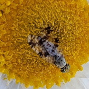 Tephritidae sp. (family) at Holt, ACT - 26 Sep 2021