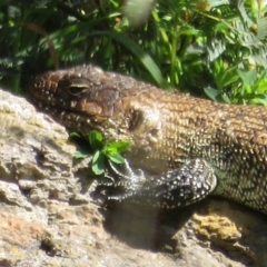 Egernia cunninghami (Cunningham's Skink) at Latham, ACT - 26 Sep 2021 by Christine