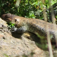 Egernia cunninghami at Latham, ACT - 26 Sep 2021