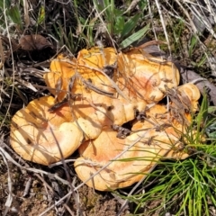 Trametes coccinea (Scarlet Bracket) at Molonglo River Reserve - 26 Sep 2021 by tpreston