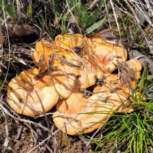 Trametes coccinea at Holt, ACT - 26 Sep 2021