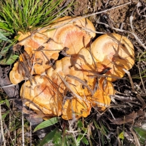 Trametes coccinea at Holt, ACT - 26 Sep 2021