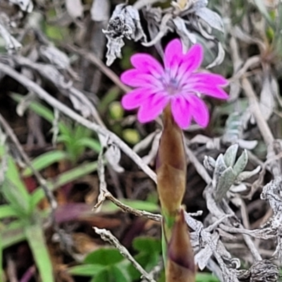 Petrorhagia nanteuilii (Proliferous Pink, Childling Pink) at Holt, ACT - 26 Sep 2021 by tpreston