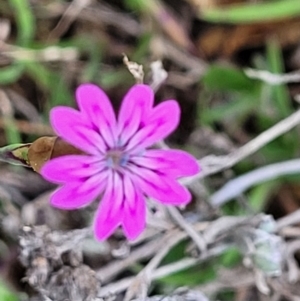 Petrorhagia nanteuilii at Holt, ACT - 26 Sep 2021