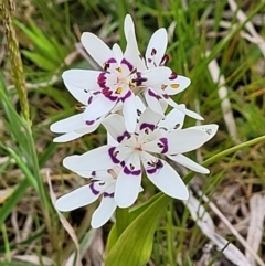 Wurmbea dioica subsp. dioica (Early Nancy) at Holt, ACT - 26 Sep 2021 by tpreston