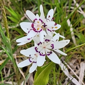 Wurmbea dioica subsp. dioica at Holt, ACT - 26 Sep 2021 12:08 PM