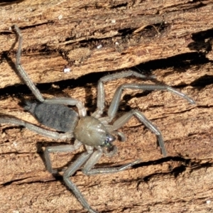 Gnaphosidae (family) at Holt, ACT - 26 Sep 2021