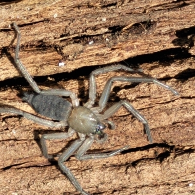 Gnaphosidae (family) (Ground spider) at Kama - 26 Sep 2021 by trevorpreston