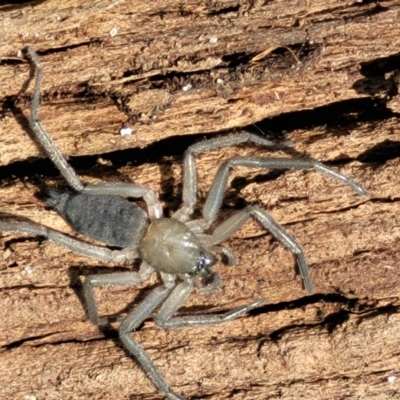 Gnaphosidae (family) (Ground spider) at Molonglo River Reserve - 26 Sep 2021 by trevorpreston