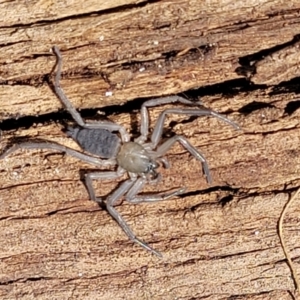 Gnaphosidae (family) at Holt, ACT - 26 Sep 2021 12:09 PM