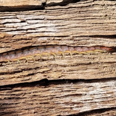 Cormocephalus aurantiipes (Orange-legged Centipede) at Molonglo River Reserve - 26 Sep 2021 by tpreston