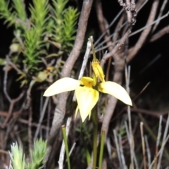 Diuris chryseopsis (Golden Moth) at Tuggeranong DC, ACT - 25 Sep 2021 by michaelb