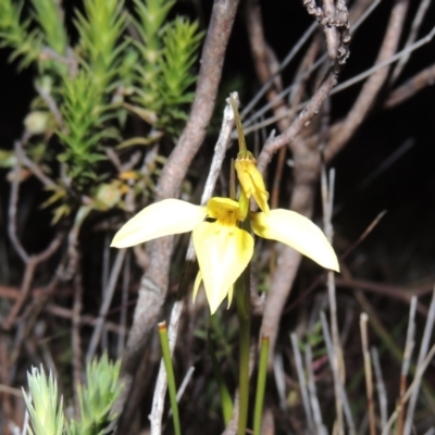 Diuris chryseopsis (Golden Moth) at Tuggeranong DC, ACT - 25 Sep 2021 by michaelb