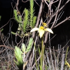 Diuris chryseopsis at Tuggeranong DC, ACT - 25 Sep 2021