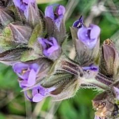 Salvia verbenaca var. verbenaca (Wild Sage) at Holt, ACT - 26 Sep 2021 by trevorpreston