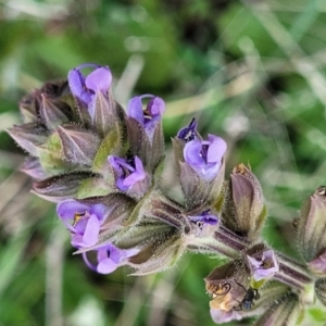 Salvia verbenaca var. verbenaca at Holt, ACT - 26 Sep 2021