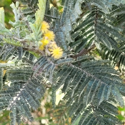 Acacia dealbata (Silver Wattle) at Kama - 26 Sep 2021 by tpreston