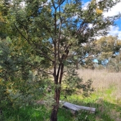 Acacia dealbata at Holt, ACT - 26 Sep 2021