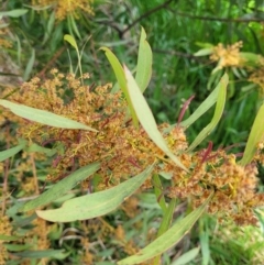 Acacia rubida (Red-stemmed Wattle, Red-leaved Wattle) at Kama - 26 Sep 2021 by tpreston