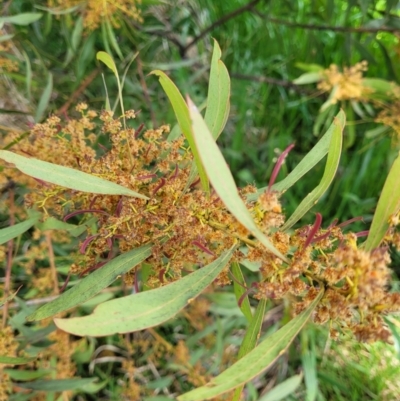 Acacia rubida (Red-stemmed Wattle, Red-leaved Wattle) at Molonglo River Reserve - 26 Sep 2021 by tpreston