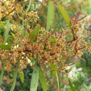 Acacia rubida at Holt, ACT - 26 Sep 2021 12:13 PM