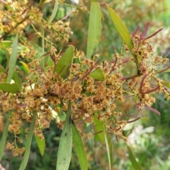 Acacia rubida at Holt, ACT - 26 Sep 2021