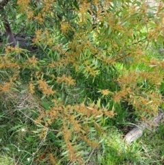 Acacia rubida at Holt, ACT - 26 Sep 2021