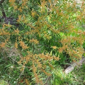 Acacia rubida at Holt, ACT - 26 Sep 2021 12:13 PM