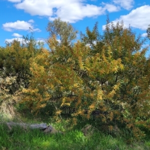 Acacia rubida at Holt, ACT - 26 Sep 2021