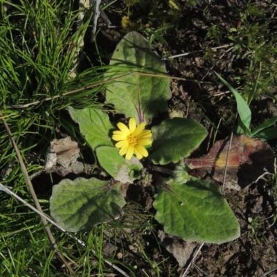 Cymbonotus sp. (preissianus or lawsonianus) (Bears Ears) at Tuggeranong Hill - 17 Sep 2021 by michaelb