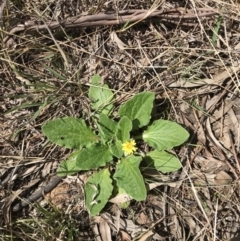 Cymbonotus sp. (preissianus or lawsonianus) (Bears Ears) at Griffith Woodland - 26 Sep 2021 by ianandlibby1