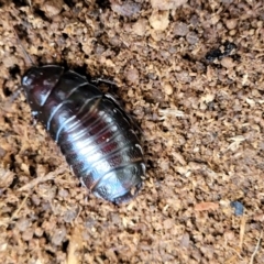 Panesthia australis (Common wood cockroach) at Holt, ACT - 26 Sep 2021 by trevorpreston