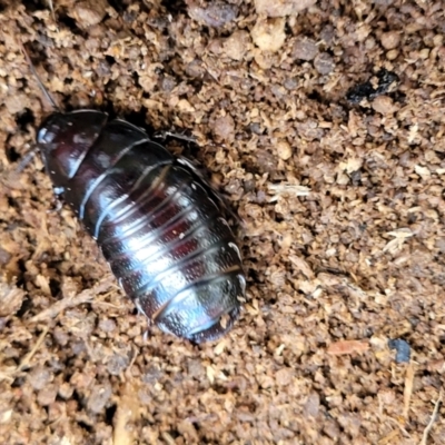 Panesthia australis (Common wood cockroach) at Holt, ACT - 26 Sep 2021 by tpreston