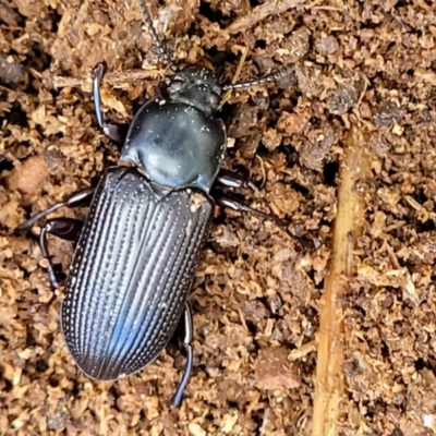 Meneristes australis (Darking beetle) at Holt, ACT - 26 Sep 2021 by trevorpreston
