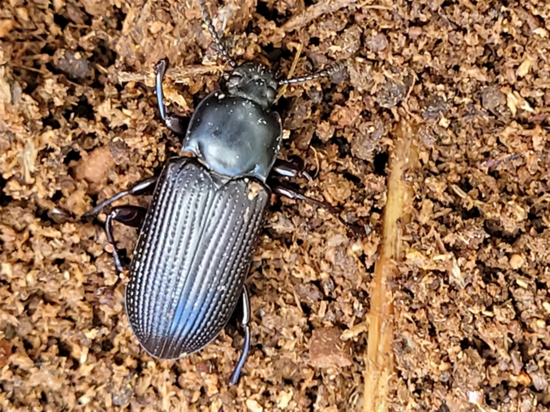 Meneristes australis at Holt, ACT - 26 Sep 2021 12:14 PM