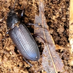 Meneristes australis at Holt, ACT - 26 Sep 2021