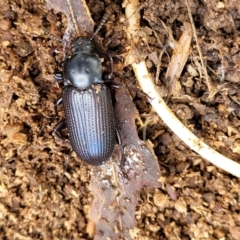 Meneristes australis at Holt, ACT - 26 Sep 2021